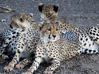 Cheetah family.  Young have furry ridge above shoulders to help hide in grass