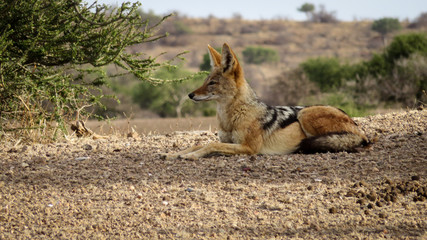 Alert black-backed jackal lying in wait