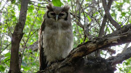 Verreaux's Eagle-Owl