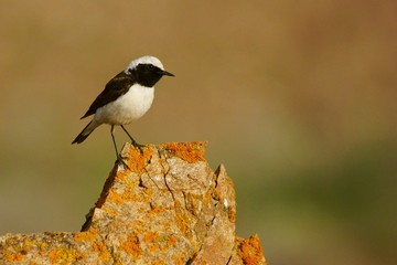 Pied Wheatear / Oenanthe pleschanka