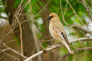 Desert Finch / Rhodospiza obsoleta