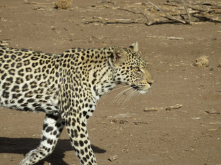 Female leopard walking toward prey
