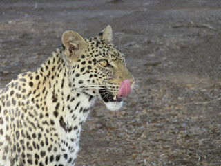 Leopard licking its lips
