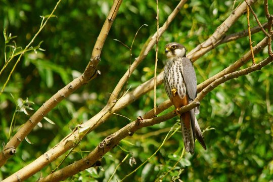 Eurasian Hobby / Falco Subbuteo