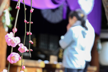 恋愛の神様として有名な東京の神社でお参りする女性と美しい梅の花