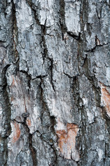 Relief bark on a pine tree trunk close up