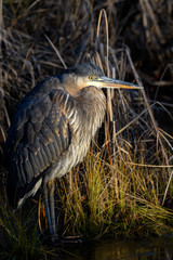 Fototapeta premium Great Blue Heron standing on the ice at the edge of a grassy marsh and frozen pond, highlighted by a sunbeam