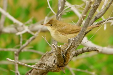 Booted Warbler / Iduna caligata