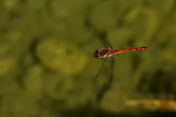 Red Dragonfly in flight