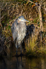 Great Blue Heron standing on the ice at the edge of a grassy marsh and frozen pond, highlighted by a sunbeam