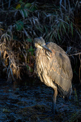 Great Blue Heron standing on frozen mud at the edge of a grassy marsh and frozen pond, highlighted by a sunbeam