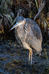 Great Blue Heron standing on frozen mud at the edge of a grassy marsh and frozen pond, highlighted by a sunbeam