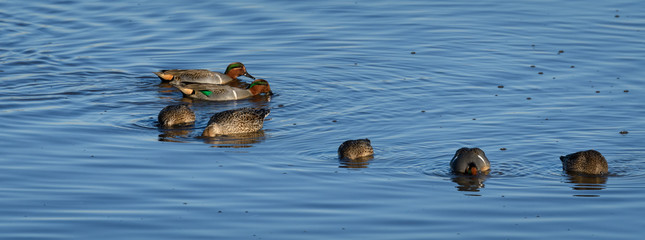 Flock of male and female Green-winged Teal ducks swimming and feeding in the sea water at Nisqually...