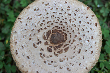 Mushroom closeup
