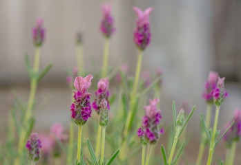 Lavendar Plants