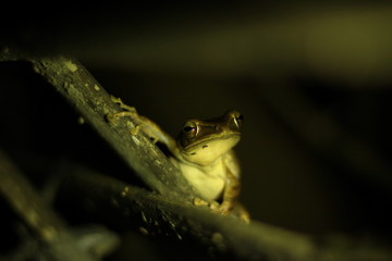frog on leaf