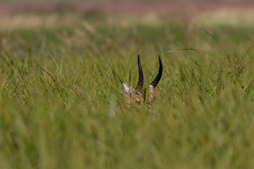 Southern reedbuck, rietbok or common reedbuck (Redunca arundinum) hiding in reeds