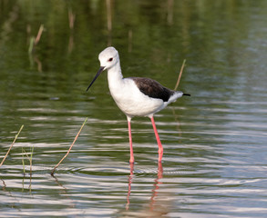 Young black-winged stilt (Himantopus himantopus) in water