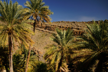 Fototapeta na wymiar Misfat Al Abriyen oasis (Misfah). Oman