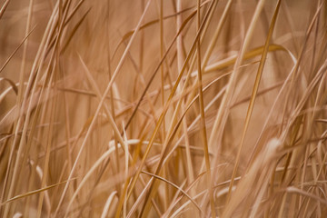 Grass leaves in the summer background