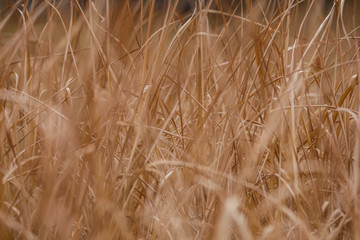 Grass leaves in the summer background