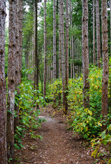 Deep deciduous forest with the pathway