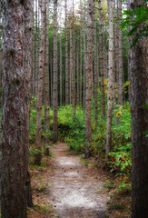 Pathway in the forest between tree trunks