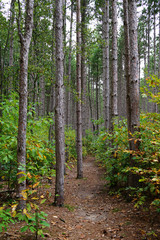 Trunks of tress with Pathway at the park of USA in october