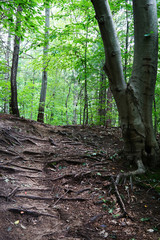 Mountains scene with green forest, pathway and big roots of tree