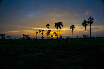 Silhouette palm tree tropical forest sunrise