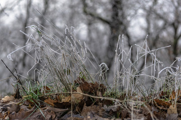 winter  frost grass
