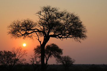 Fototapeta na wymiar Sunset in Kruger National Park 