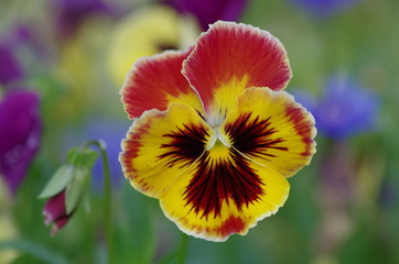Beautiful flower Viola.