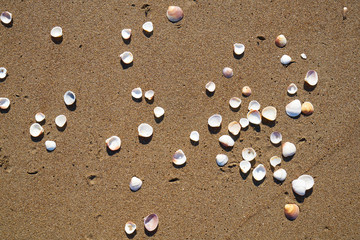 Fototapeta na wymiar Beach detail background