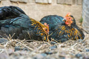 Bantam Chickens