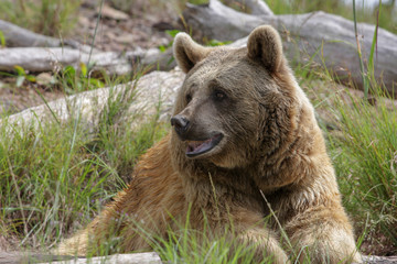 Obraz na płótnie Canvas A kodiak brown bear pauses to look around