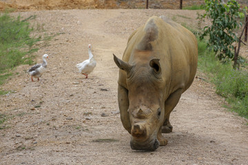 A rhino ambles along a track while two ducks cross behind.