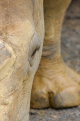 Obraz premium Close up of a rhino grazing 