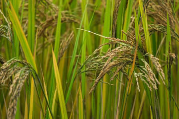 Rice paddy field in harverting season. Closeup of yellow paddy rice field autumn. Royalty high-quality stock photo image of yellow rice fields prepare harvest with blur background for design