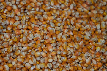 Corn bean seed. Royalty high-quality free stock image heap of yellow corn beans seed, corn background with copy space. Yellow corn beans is very nutritious