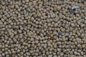 Soya bean seed, soybeans or Glycine max. Royalty high-quality free stock image heap of Soya bean seed, soybeans background with copy space.  Soy bean is very nutritious