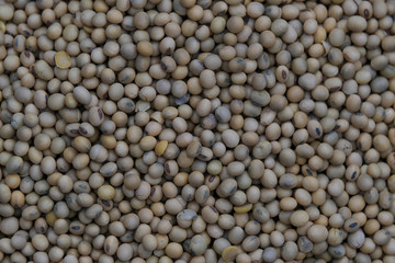 Soya bean seed, soybeans or Glycine max. Royalty high-quality free stock image heap of Soya bean seed, soybeans background with copy space.  Soy bean is very nutritious
