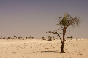Lonely tree in the desert of the Arabian peninsula. Central Oman.