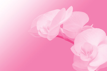 Fototapeta na wymiar Monochrome pink image of orchid branch