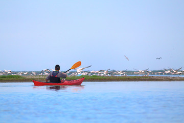 Obraz premium Man in kayak against the background of pelicans sitting on a sandy spit. Delta of Danube River near Black Sea
