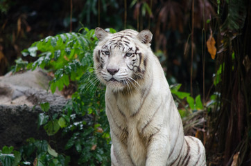 tiger staring