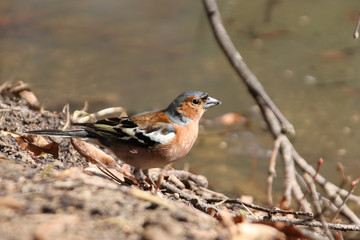 Chaffinch male sitting in winter on a branch without leaves on a background of white snow in sunny weather