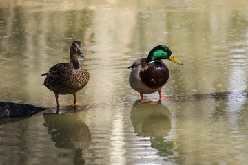 The male and female mallard in a frozen pond stand on a branch of a drowned tree in winter in sunny weather