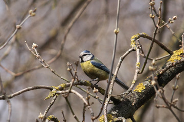 Blue tit tit sits on a tree branch without leaves in winter in sunny weather on bokeh background