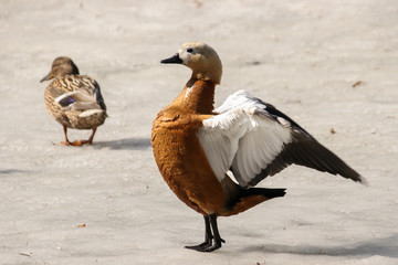 Wild ruddy shelduck stands on a pond covered with ice and snow flaps its wings